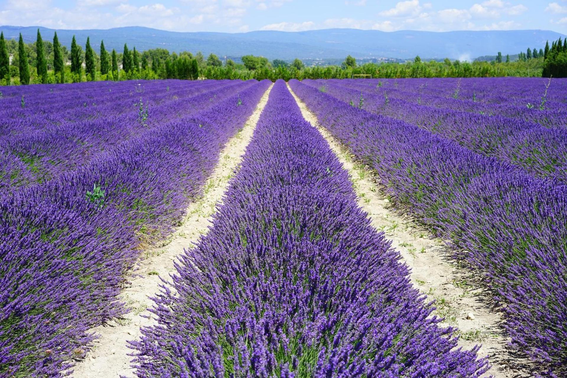 Dans Petit Havre De Paix Avec Piscine Chauffee Au Coeur Du Luberon Gargas (Vaucluse)